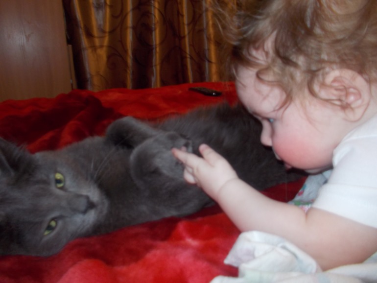 Кот
