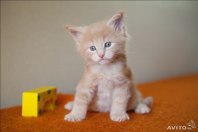 Котята мейн кун