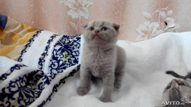 Смотрите)))))