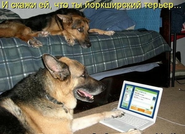 О кошках и не только...