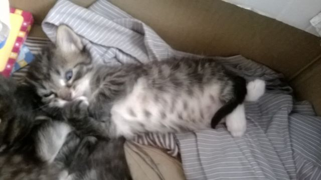 отдам котят Орехово