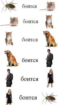 Круговорот страха в природе))))