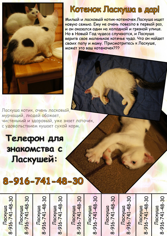 Котя-котенька-коток ищет новый дом!