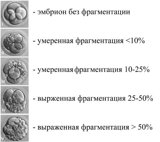 Фрагментация эмбрионов