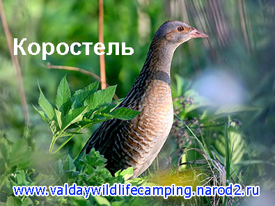 На природу с палатками!
