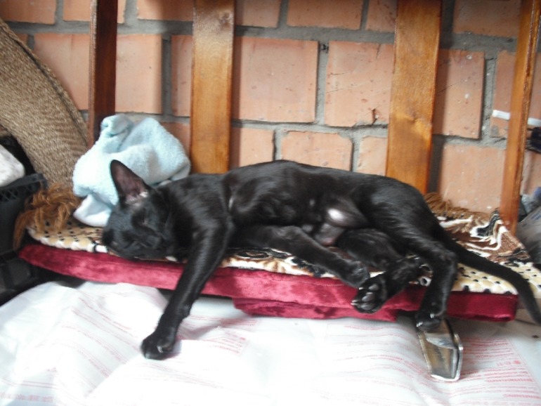 Мой кот Дали
