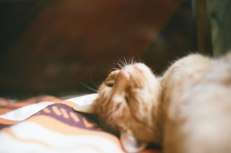 Мой котик