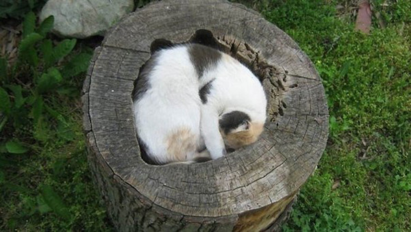 Жидкие коты ^_^