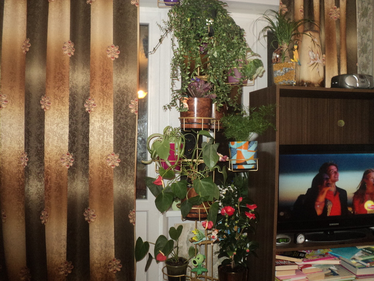Мои цветочки.