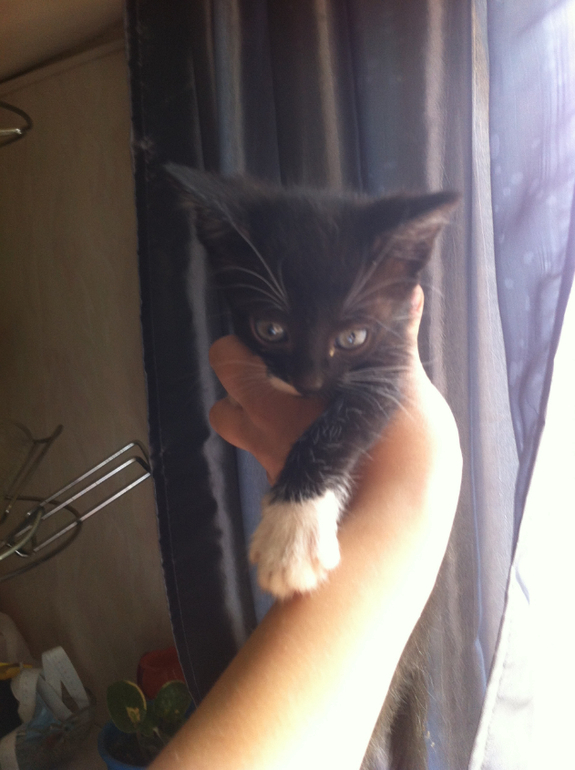 Отдам котят