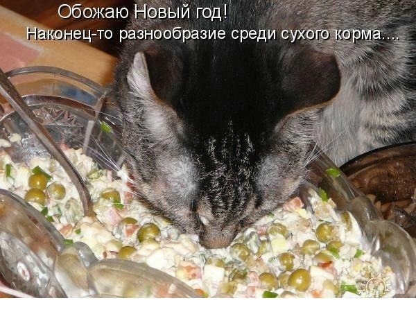 О кошках и не только...