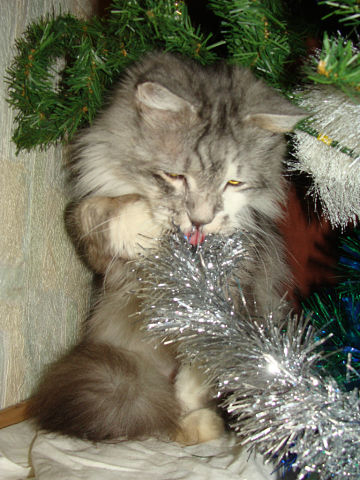 Новогодние Моменты )))