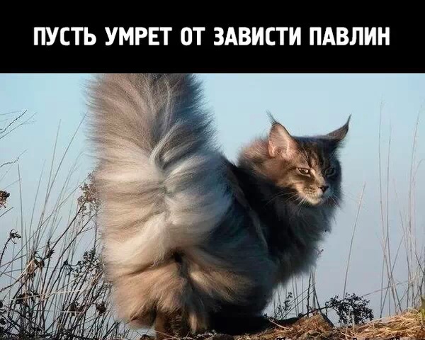 Последние хохмачушечки