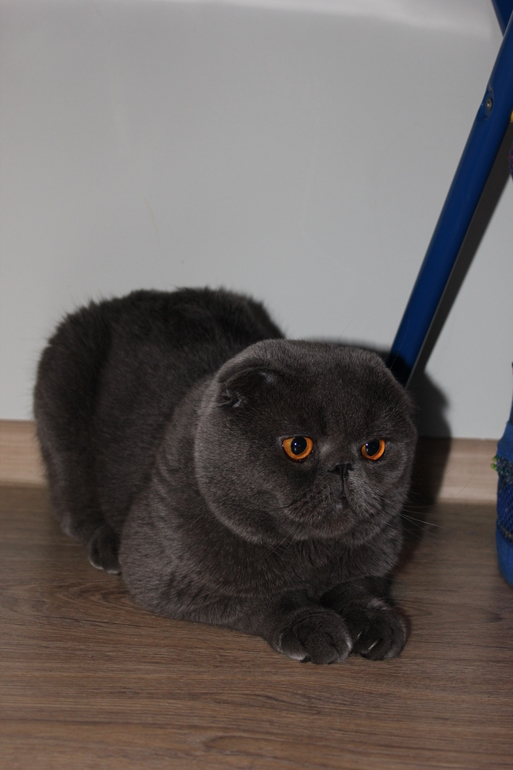Котик
