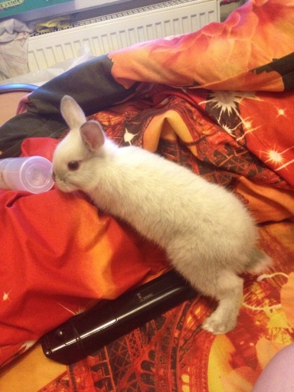 Кроль по имени Маффин))