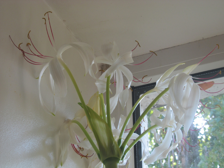 мой цветок