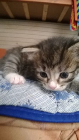 отдам котят Орехово