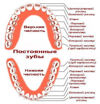 Сроки прорезывания и смены молочных зубов.