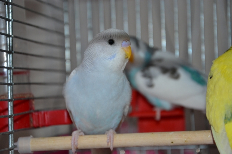 Птенчики (осталось трое, но и те скоро переедут в новый дом)