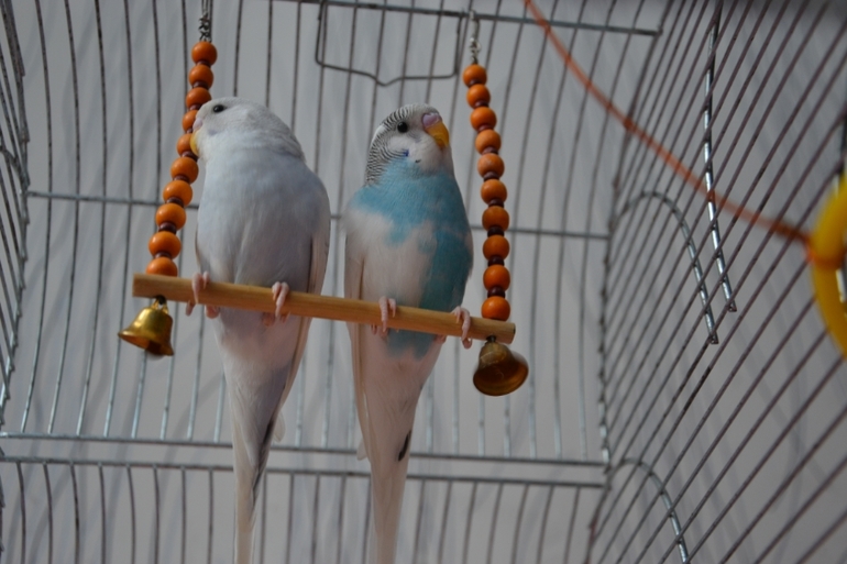 Птенчики (осталось трое, но и те скоро переедут в новый дом)