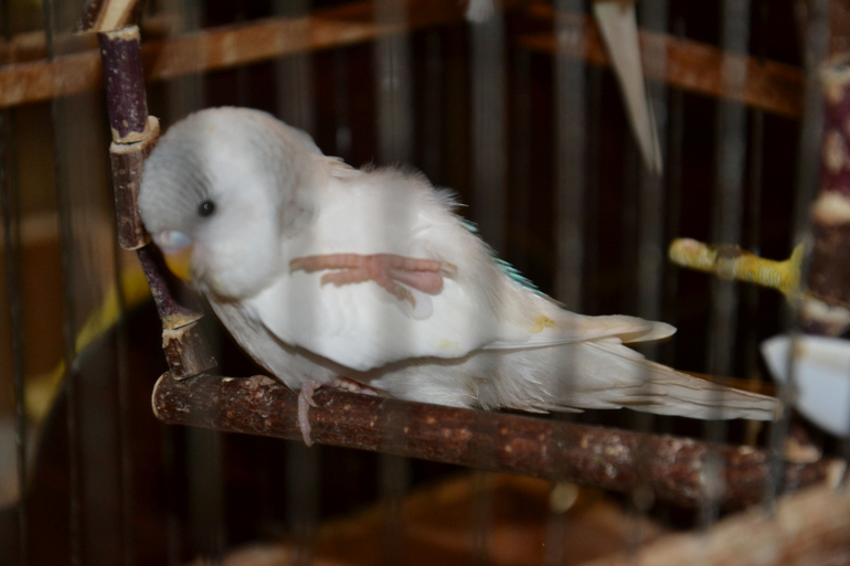 Птенцы волнистых попугайчиков