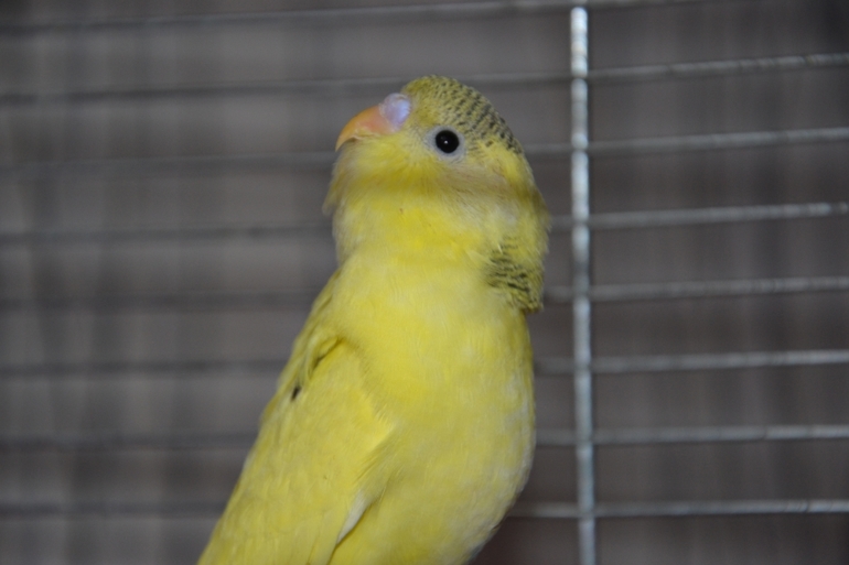 Птенчики (осталось трое, но и те скоро переедут в новый дом)