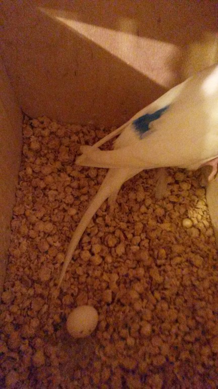 Кто помнит  моих птичек, поздравляйте, вторая кладка)))))))