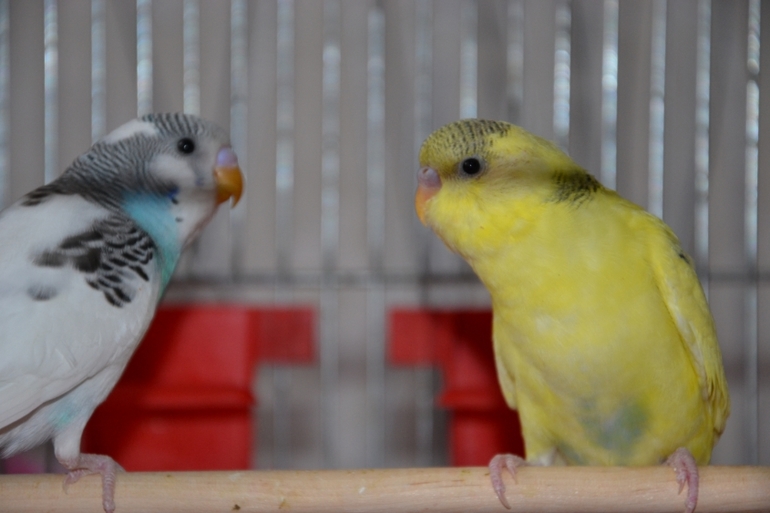 Птенчики (осталось трое, но и те скоро переедут в новый дом)