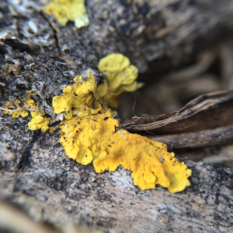 Телефонофотострасть