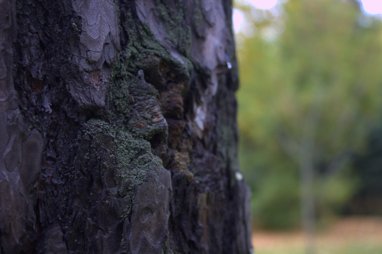 Минск. Осень 2013 г