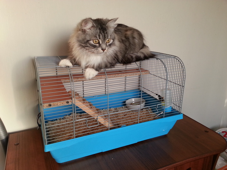 Наш Стёпка переехал в пентхаус)))