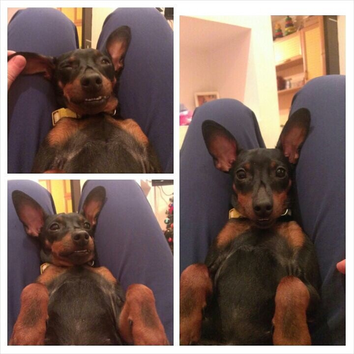 Наш подросший цверг Сэм!