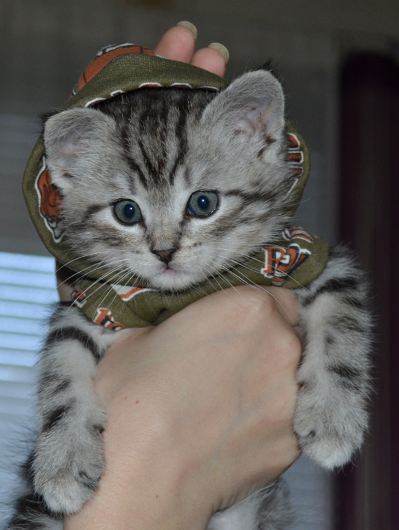 Тигрику 2 месяца)))