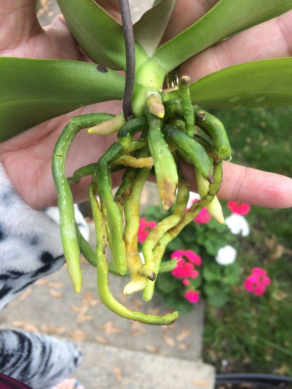 У меня сегодня праздник))