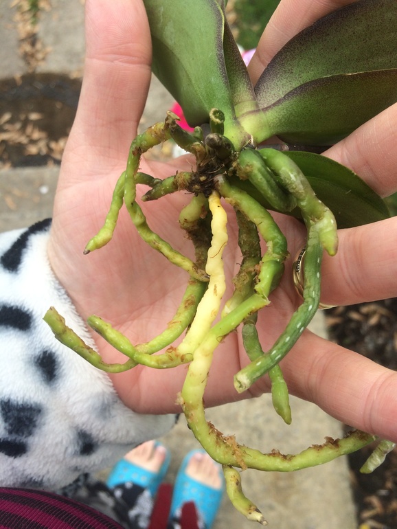 У меня сегодня праздник))