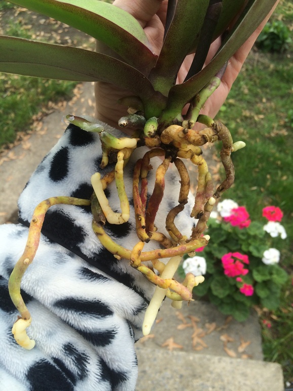 У меня сегодня праздник))