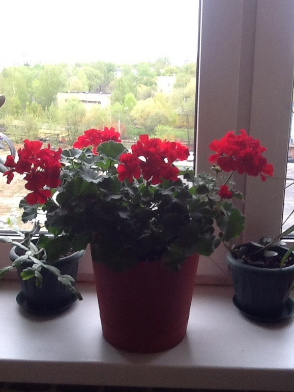 Красавица- герань.