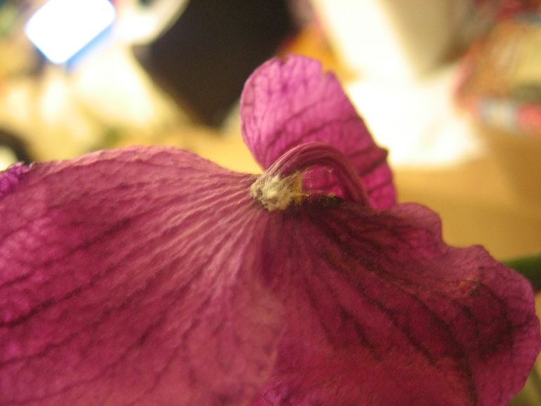 Спасите орхидею!