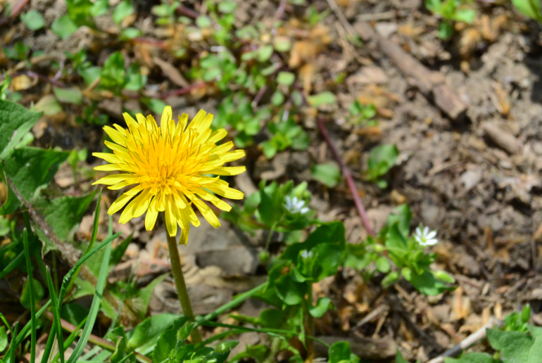 Беззеркалка Nikon 1 S1