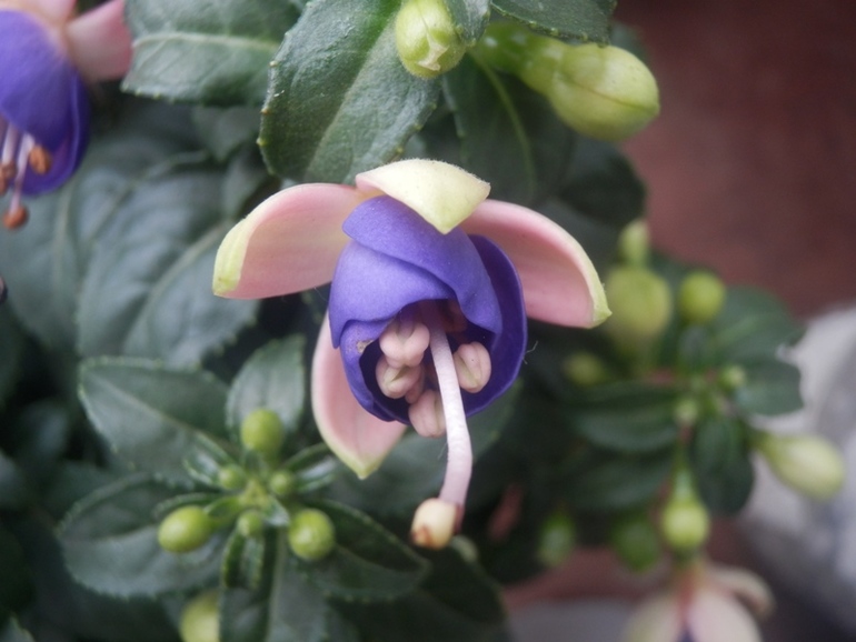 Зеленые жители