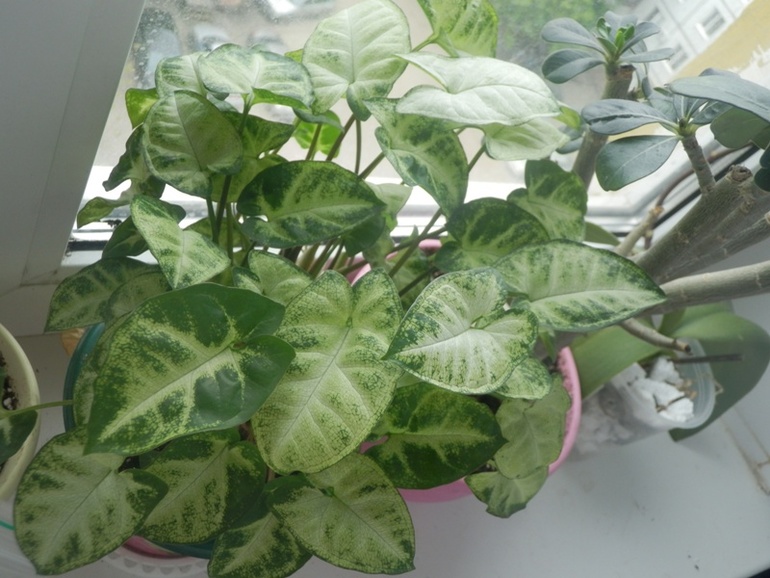 Зеленые жители