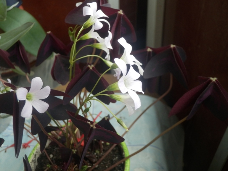 Зеленые жители