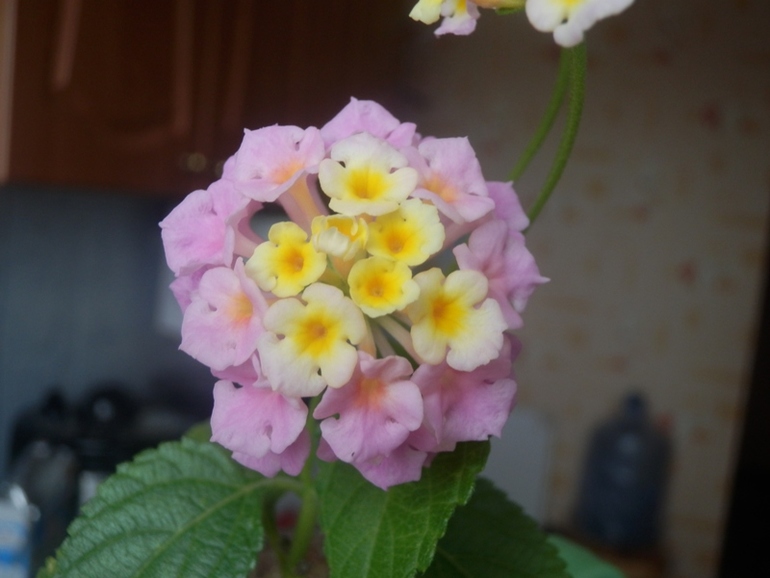 Зеленые жители