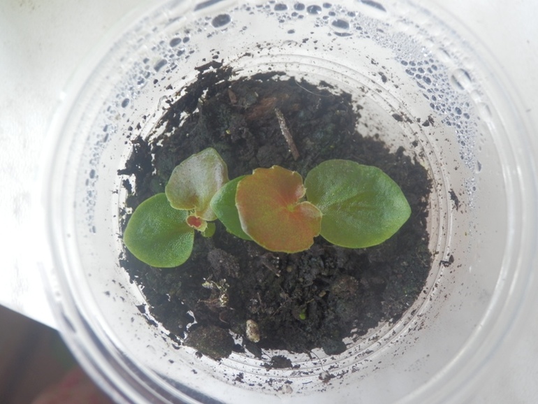 Зеленые жители