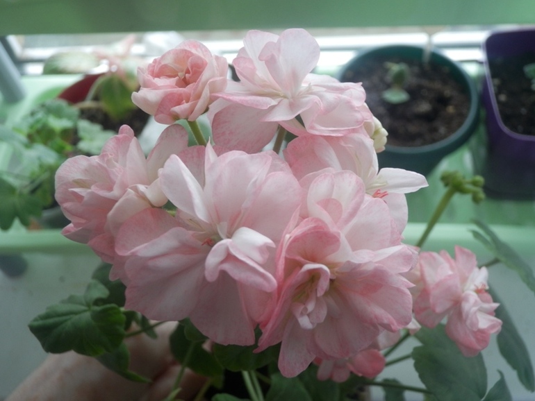 Зеленые жители