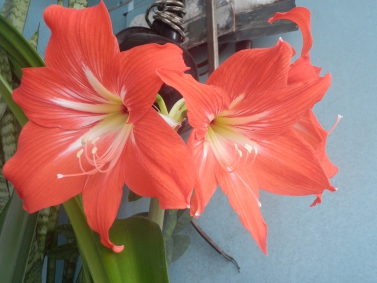 Зеленые жители