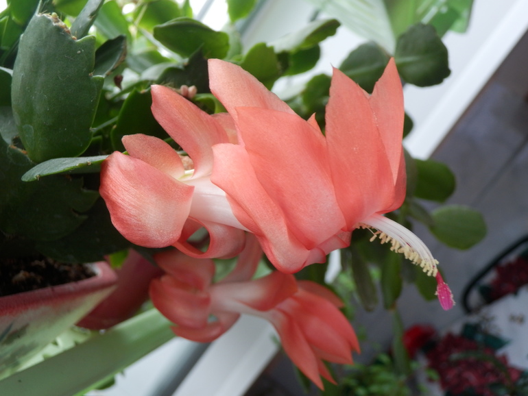 У нас зимой попугаи и львы а у Вас?)