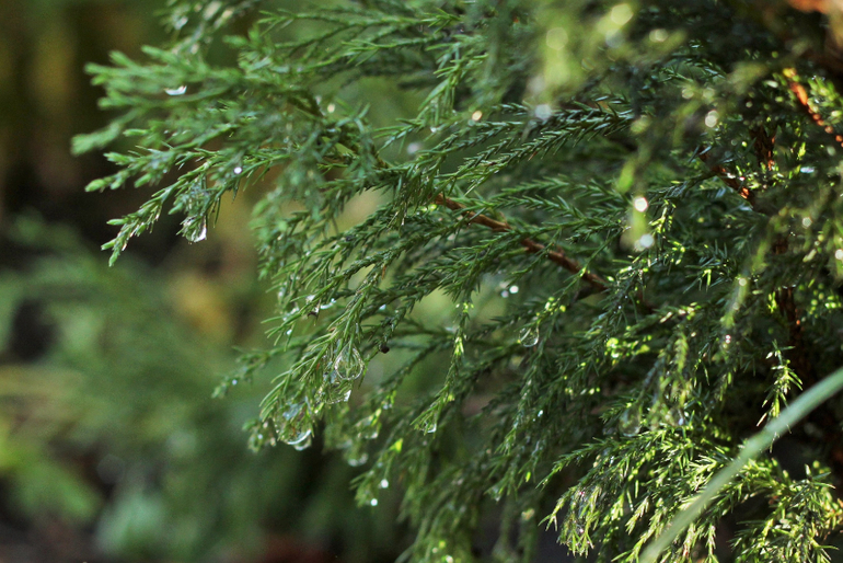 Насекомушки