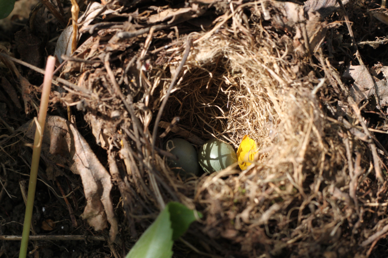 Насекомушки