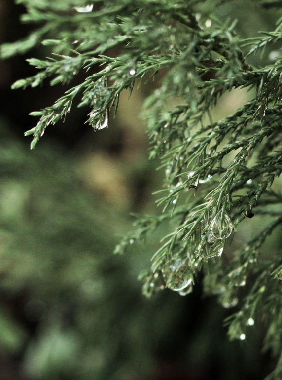 Насекомушки